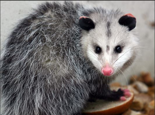 Кто такой опоссум ?