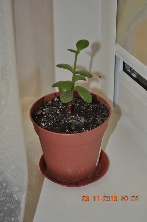 Новенькая в ваших рядах ))) Хвалюсь и жалуюсь