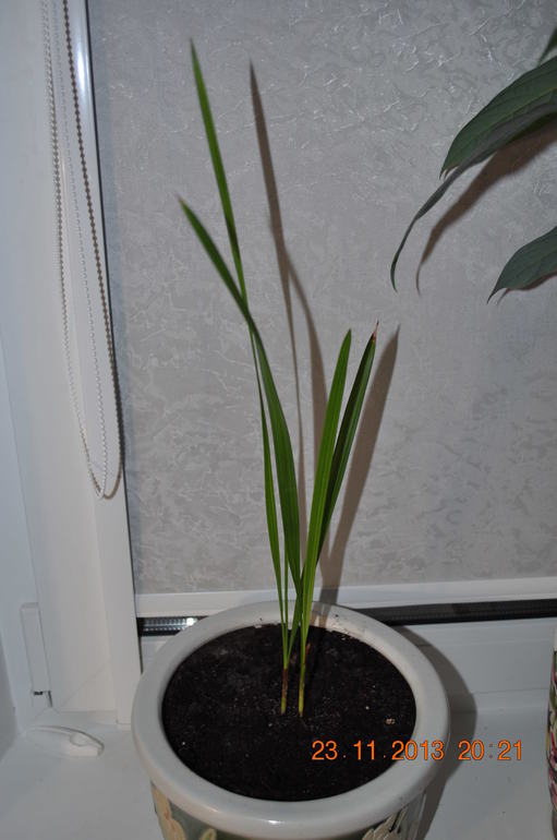 Новенькая в ваших рядах ))) Хвалюсь и жалуюсь