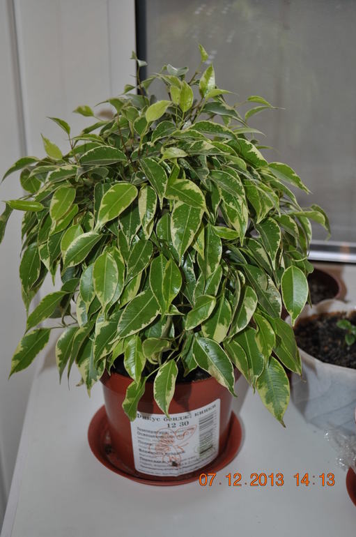 Покупной фикус очень сильно сбрасывает листву. Что делать?