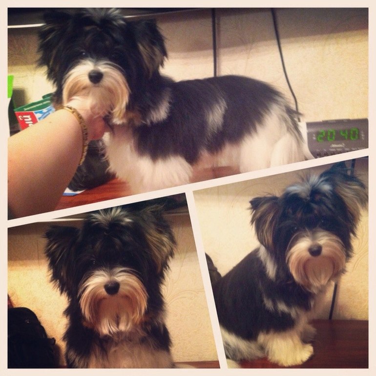 Моей Шерри сегодня пол года!