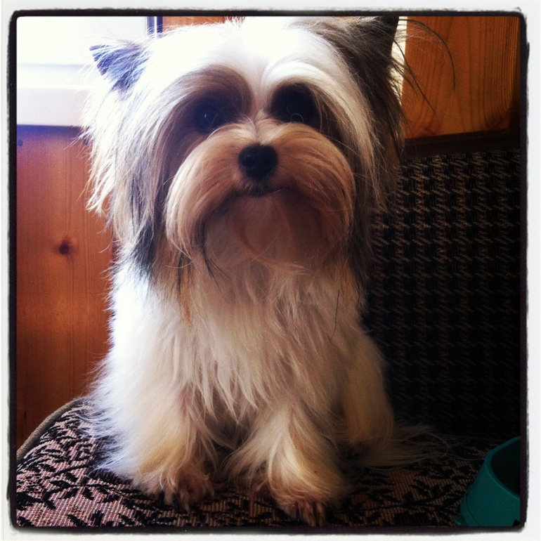 Моей Шерри сегодня пол года!