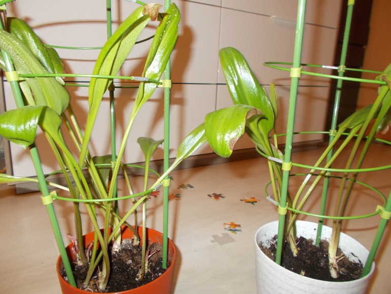 Помогите опознать цветочек.