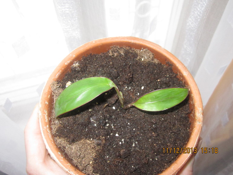 Еще один на распознание.