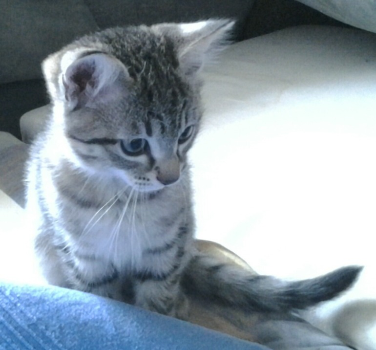 Девочки, котенок