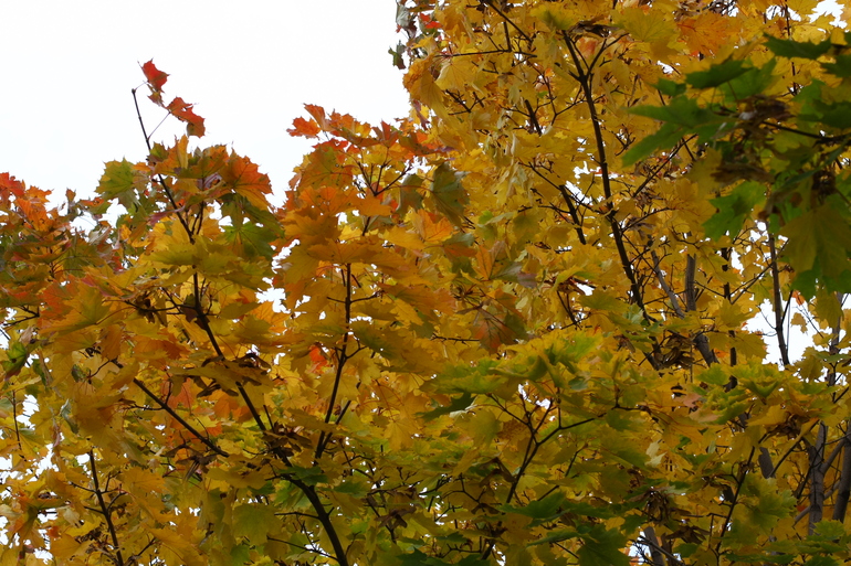 Осенние прогулки