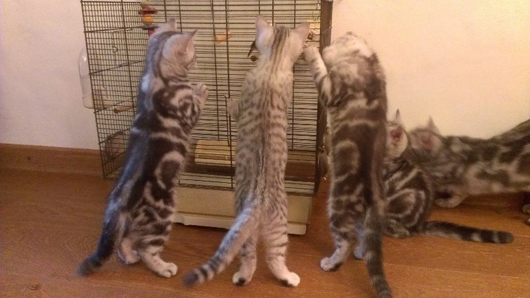 Британские котята