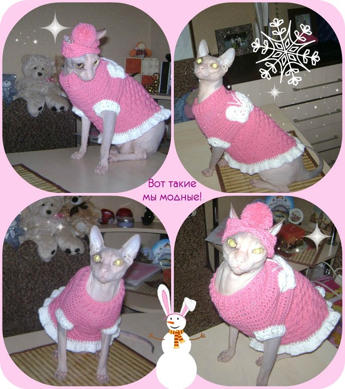 Модная киса....))))