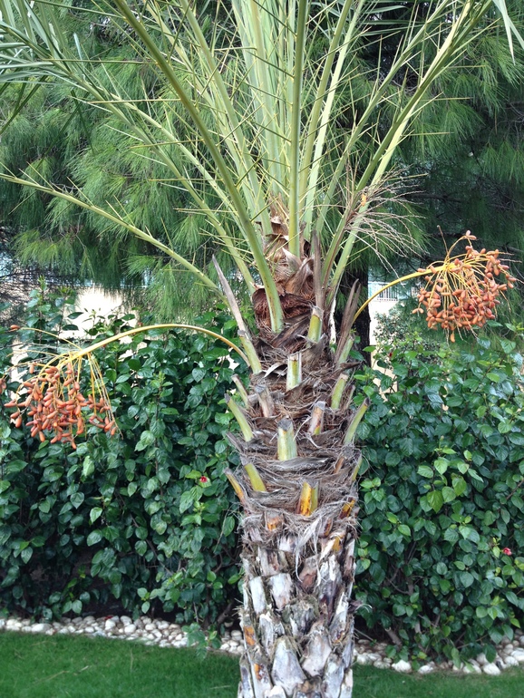 Турецкие каникулы. Воспоминания перед новыми.