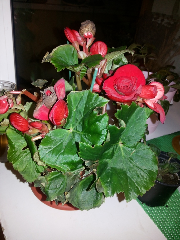 Бегония паутинный клещ. Гибискус бурая пятнистость. Бегония бауэра тигровая размножается. Почему сохнет бегония что делать. Засохшая бегония.