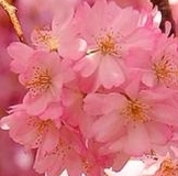 Выпускницы МАЯ!!!