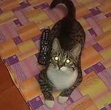 сумки!первые 2 выкупа орг 10%!с 3-его выкупа  орг 15%