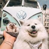 Аватар