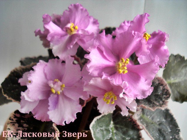 Отдам листики фиалок