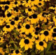 Yelena_obr
