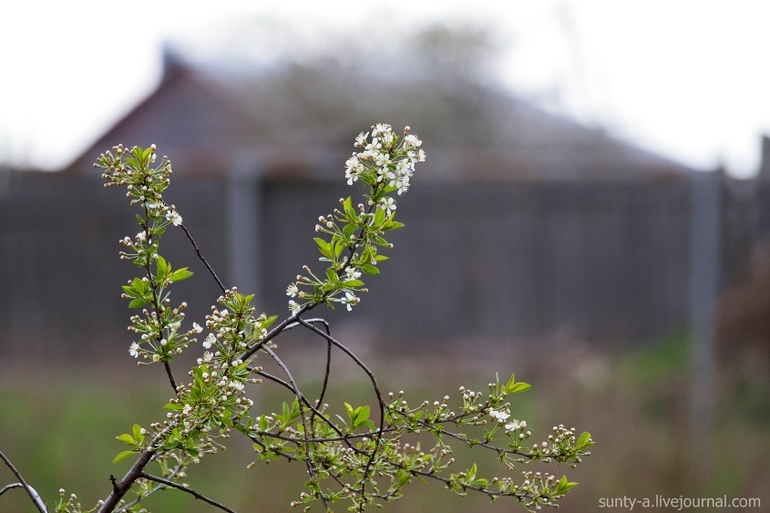 Еще про участок. Забелино