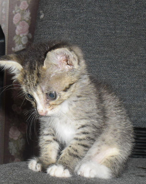 Котёнок