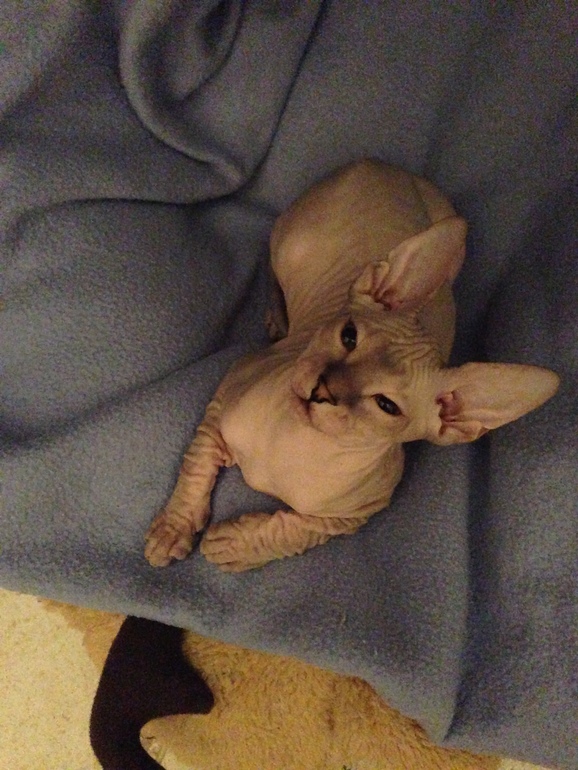 Мои киски)