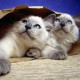 Саня Захарченко