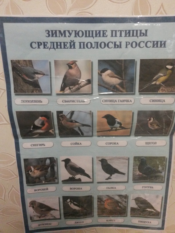 ТН Зима