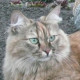 Елена Печёнова