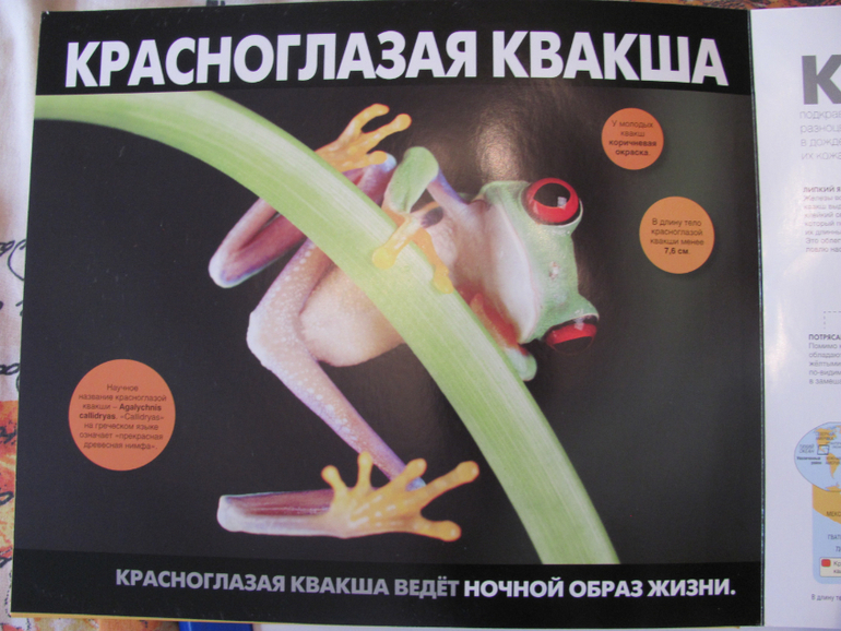 Животные джунглей - книга с большими объемными картинками
