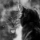 Кошка, которая гуляет сама по себе