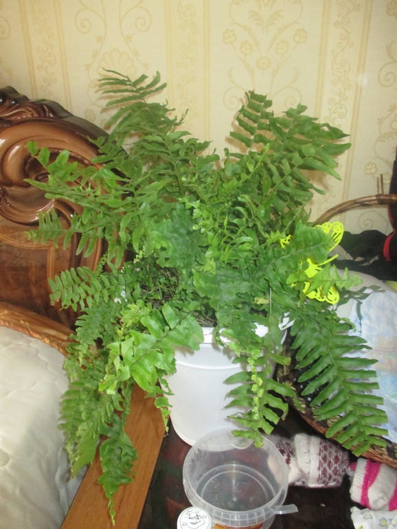 bc001209206ecd17fa1a925472229d79.jpg