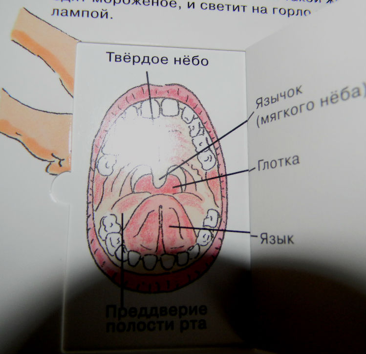 анатомия