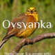Ovsyanka