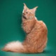 Cattery Grand Maestro
