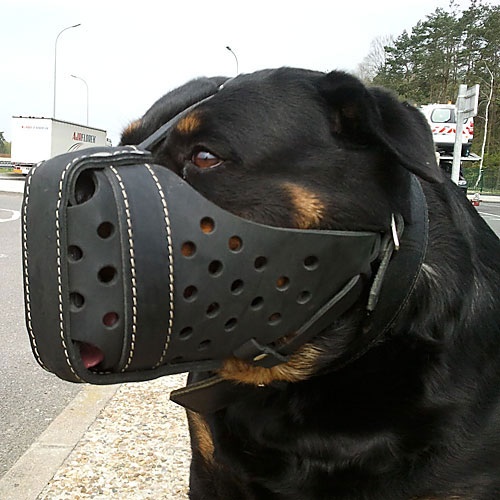 Лошадка