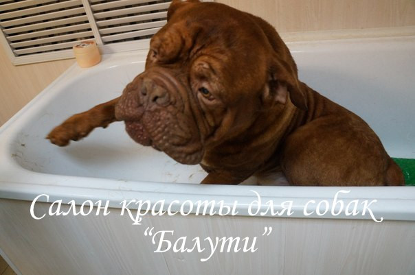Предлагаю услуги грумера: стрижка собак и кошек.