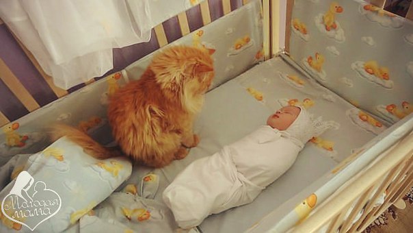 если приснилось молоко — 25 рекомендаций на Babyblog.ru