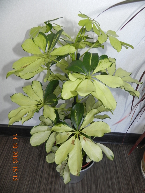 271ba0d3ed342bcc5b81b42872590ab6.jpg