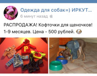 одежда для той-терьера