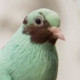 Hattula