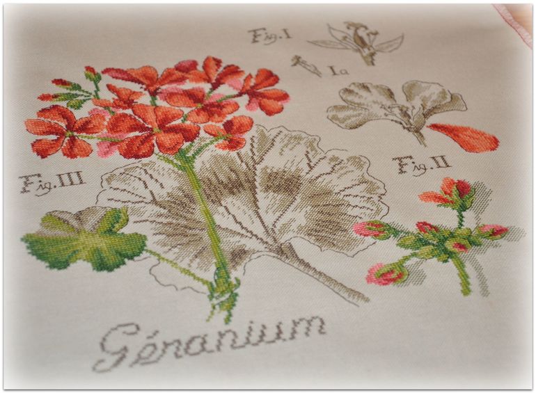 Герань, Véronique Enginger