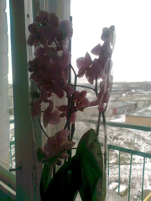 Уход за цветком