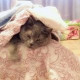 Аллусик