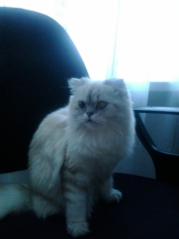 Наша кошка