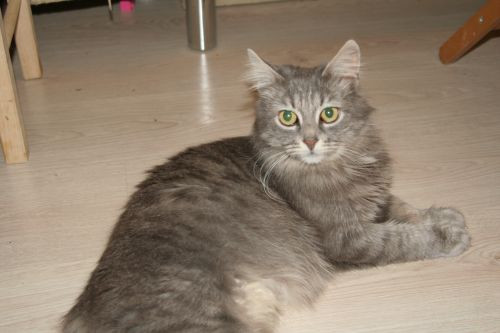 Мои чужие кошки