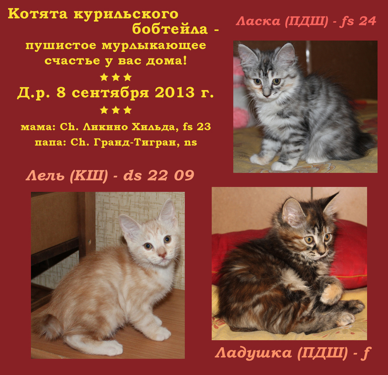 Котята курильского бобтейла