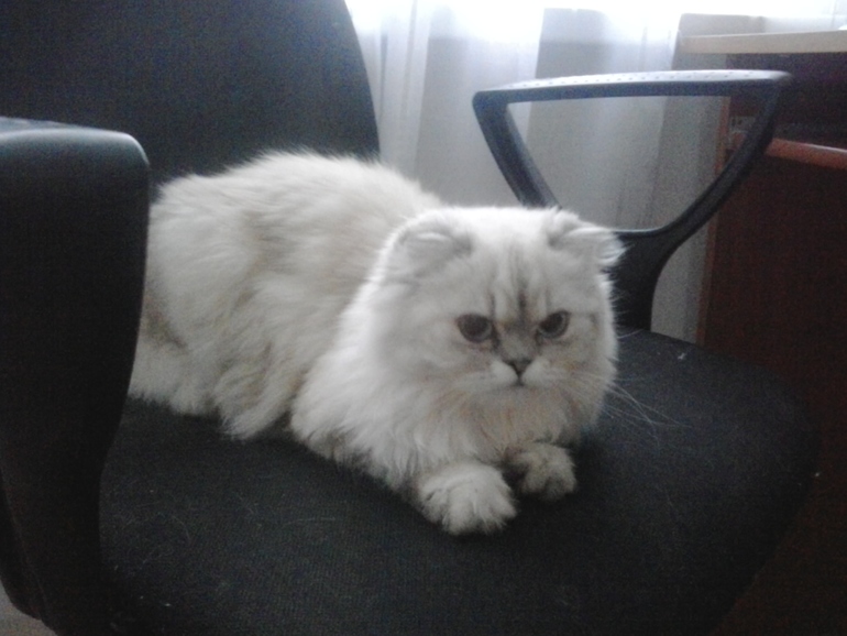 Наша кошка