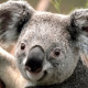Коала