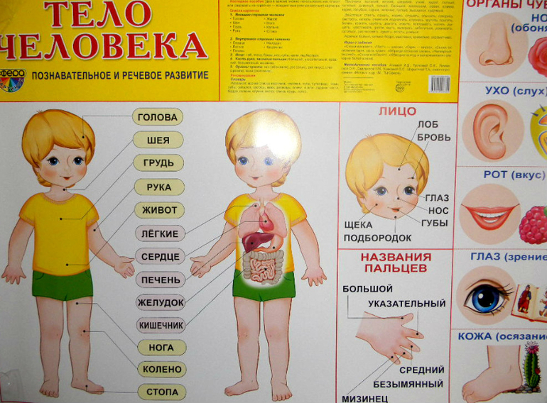 Анатомия для детей, обзор покупок. — 17 ответов | форум Babyblog