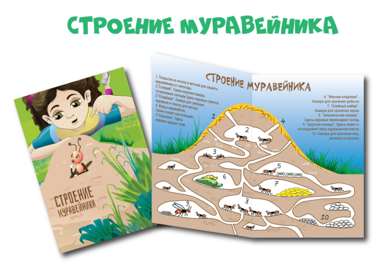 строение муравейника для детей наглядное пособие
