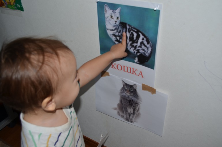 ТН домашние животные Кошка