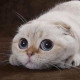 ОлесяЛ