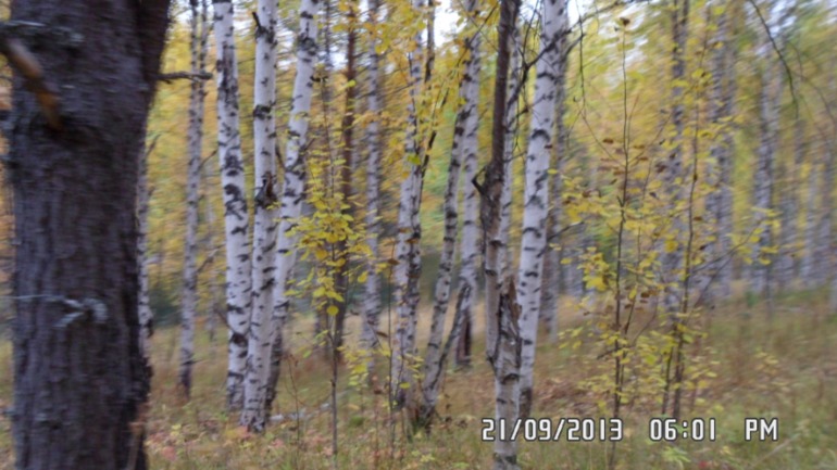 Осенняя поездка в лес